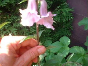 africanfoxglove2.jpg