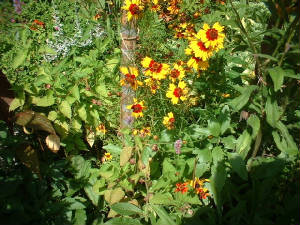 dscf00301.jpg