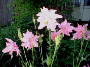 dscf0032.jpg