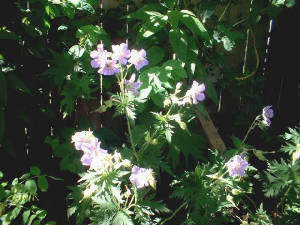dscf0044.jpg