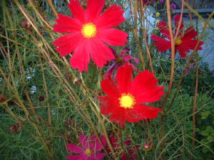 dscf0071.jpg