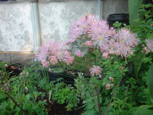 flowerrue.jpg
