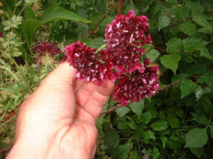 maroonscabiosa.jpg