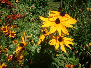 yelloweyedsusan.jpg