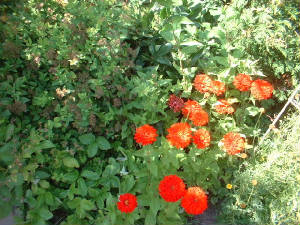 zinniared.jpg