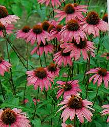 coneflower-bravado.jpg